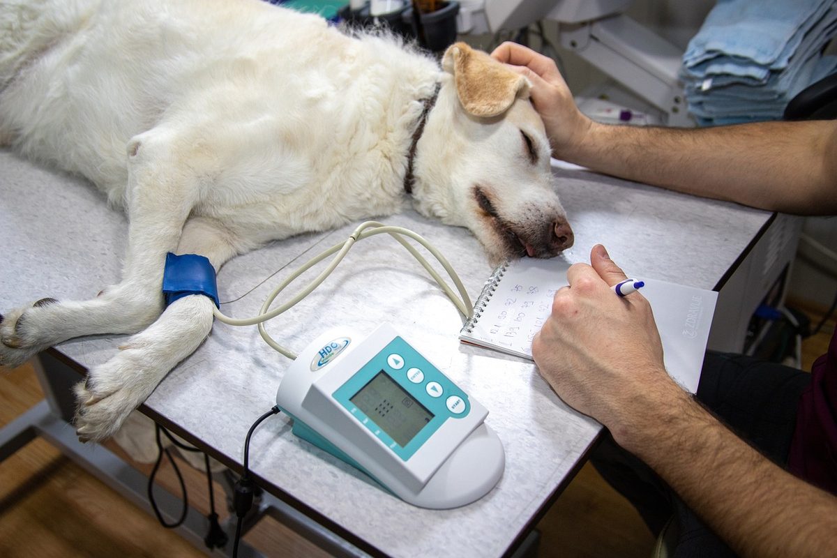 Heller Hund liegt auf einem Behandlungstisch, eine Hand streichelt seinen Kopf, am Vorderbein eine Blutdruckmanschette