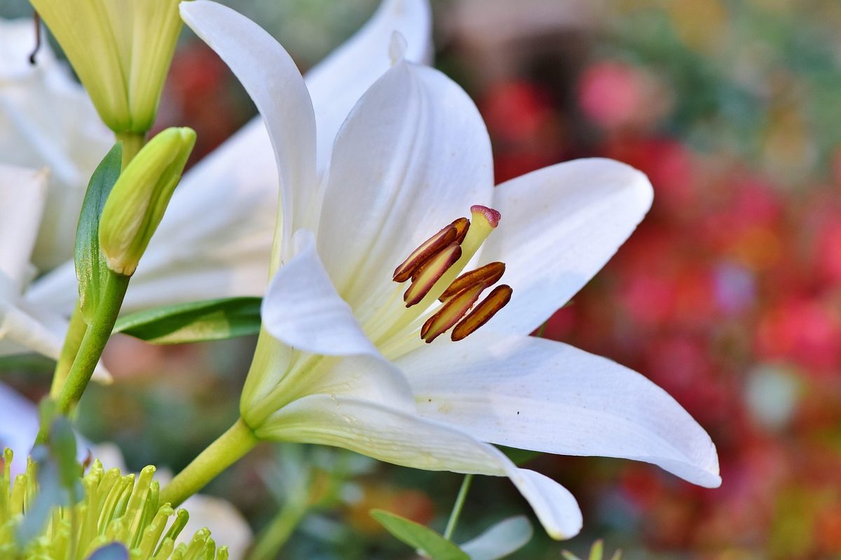 Weiße Lilienblüte in Nahaufnahme mit gut sichtbaren braunen Staubbeuteln
