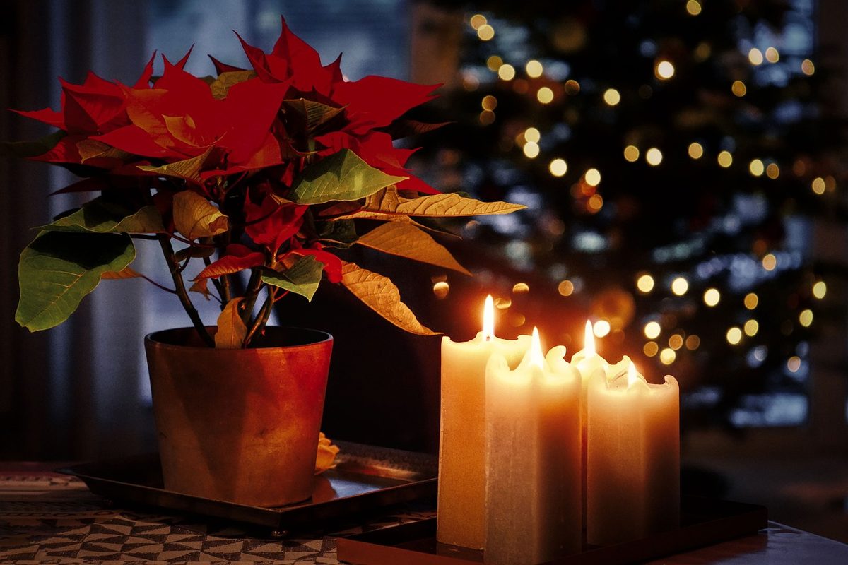 Roter Weihnachtsstern im Topf auf einem Tisch neben brennenden Kerzen, im Hintergrund Lichterketten