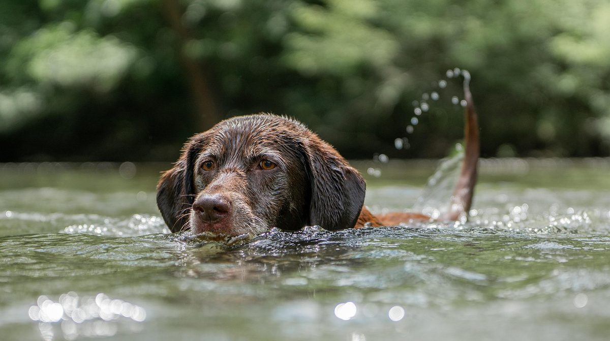 Brauner Labrador schwimmt in einem Fluss, nur der Kopf ragt aus dem Wasser