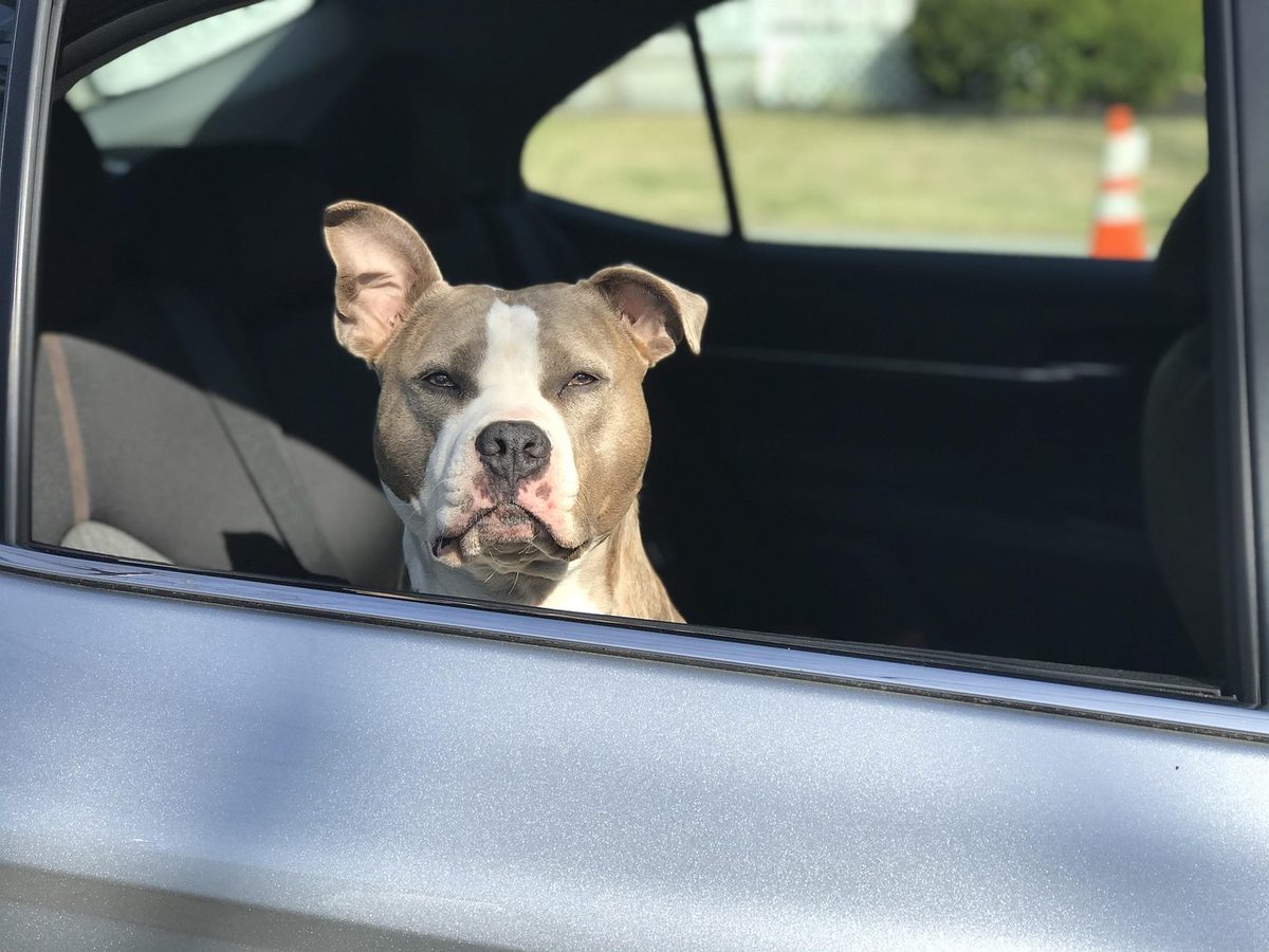 Hund schaut aus dem heruntergelassenen Seitenfenster eines geparkten silbernen Autos