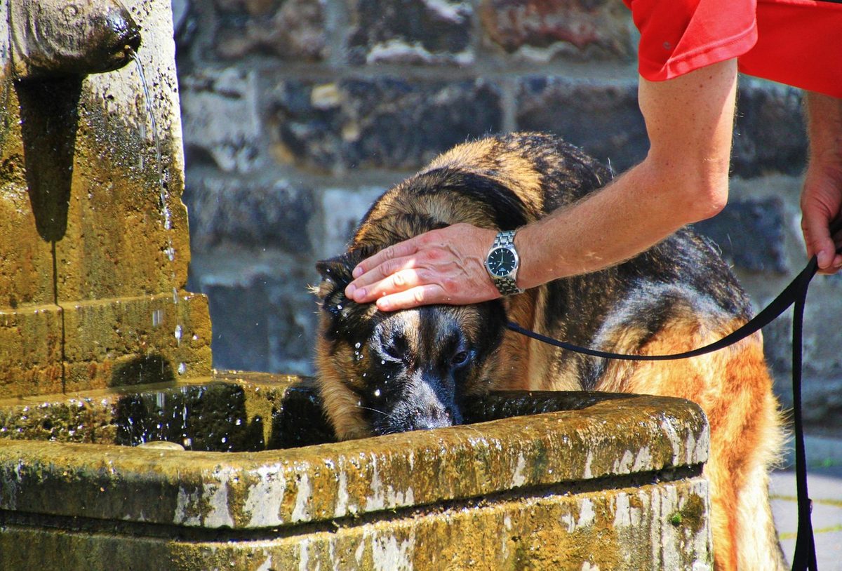 Schäferhund trinkt an einem Steinbrunnen, eine Hand liegt auf seinem nassen Kopf