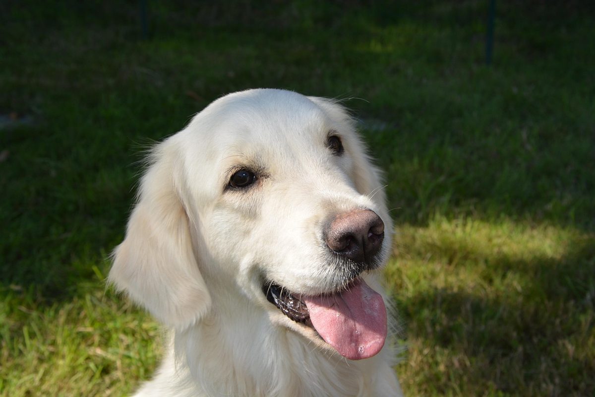 Kopf eines hellcremefarbenen Golden Retrievers mit heraushängender Zunge vor einer grünen, teils sonnigen Wiese