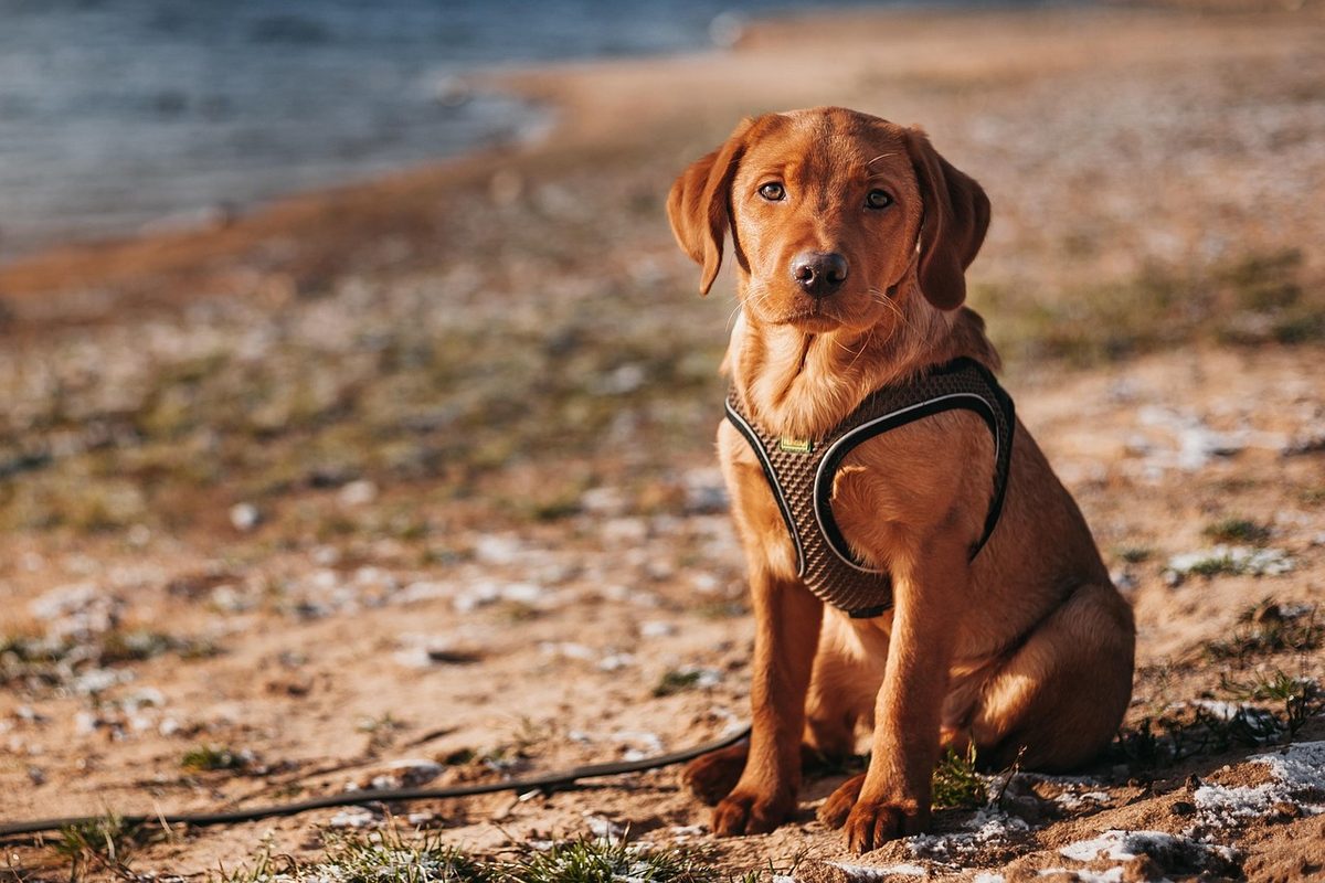 Junger rotbrauner Labrador mit Brustgeschirr und Leine sitzt an einem sandigen Seeufer und schaut in die Kamera