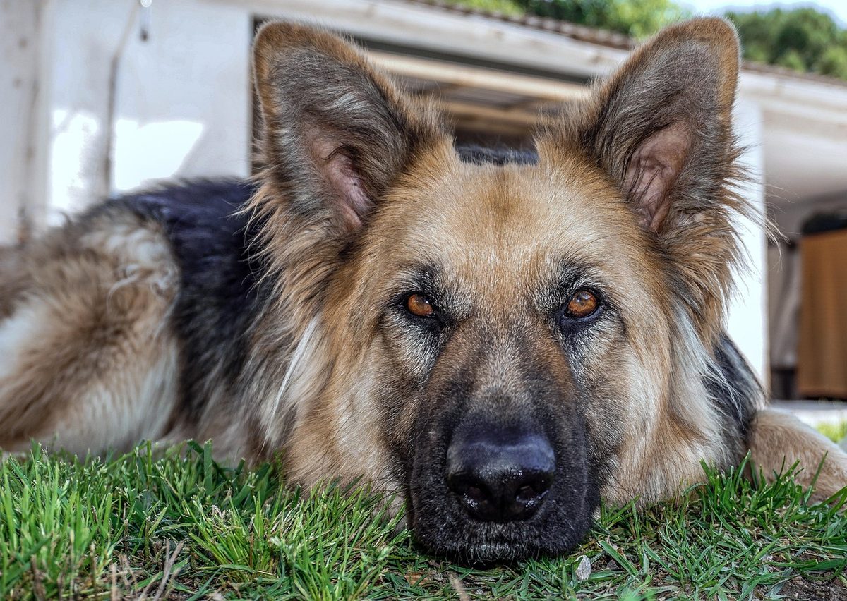 Langhaariger Deutscher Schäferhund liegt entspannt im Gras und blickt in die Kamera