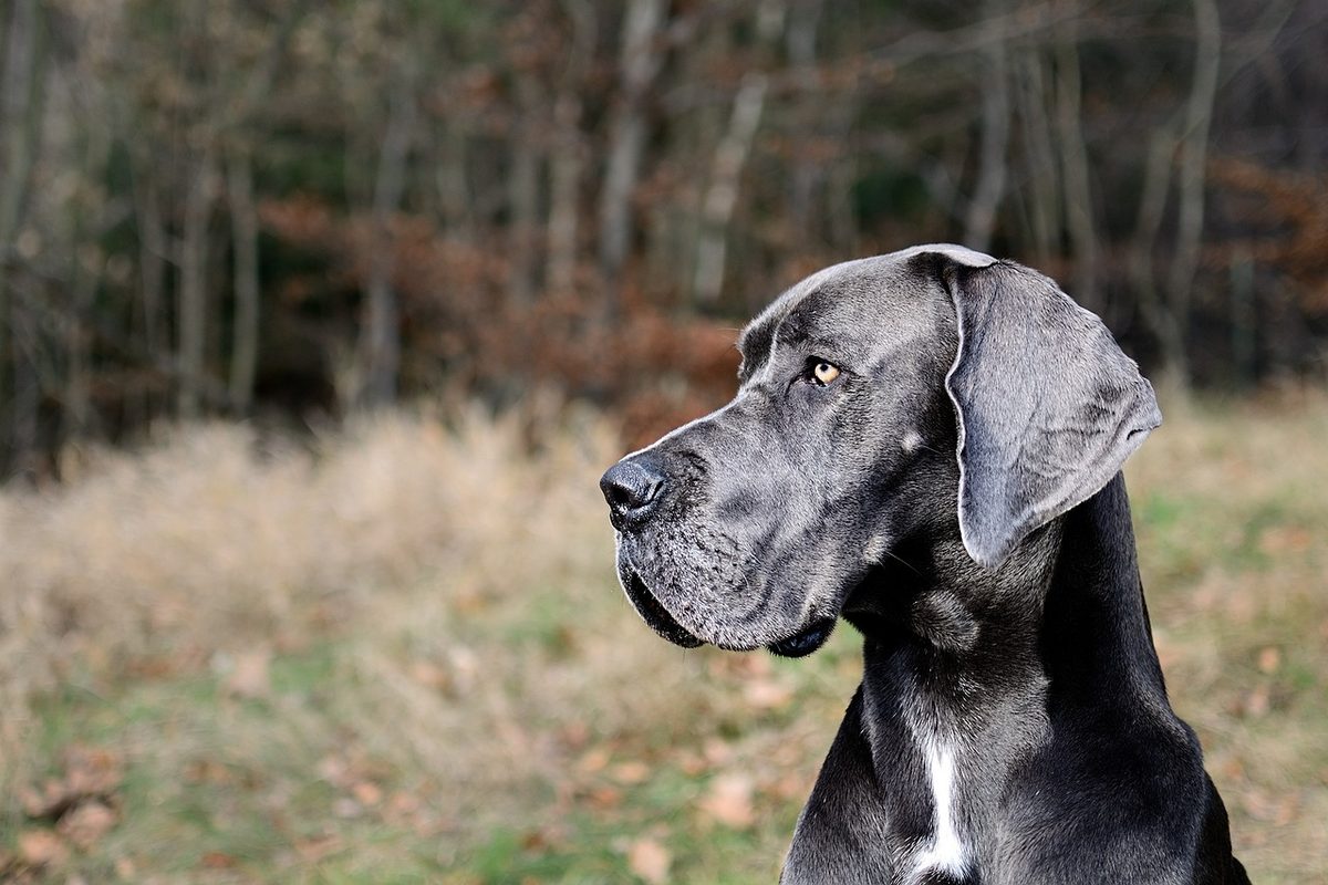 Kopf einer grauen Deutschen Dogge im Profil vor einem herbstlichen Waldrand
