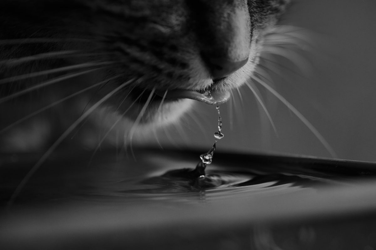 Schwarz-Weiß-Nahaufnahme einer Katze, die mit der Zunge Wasser aus einer flachen Schale aufnimmt, Wassertropfen fallen zurück