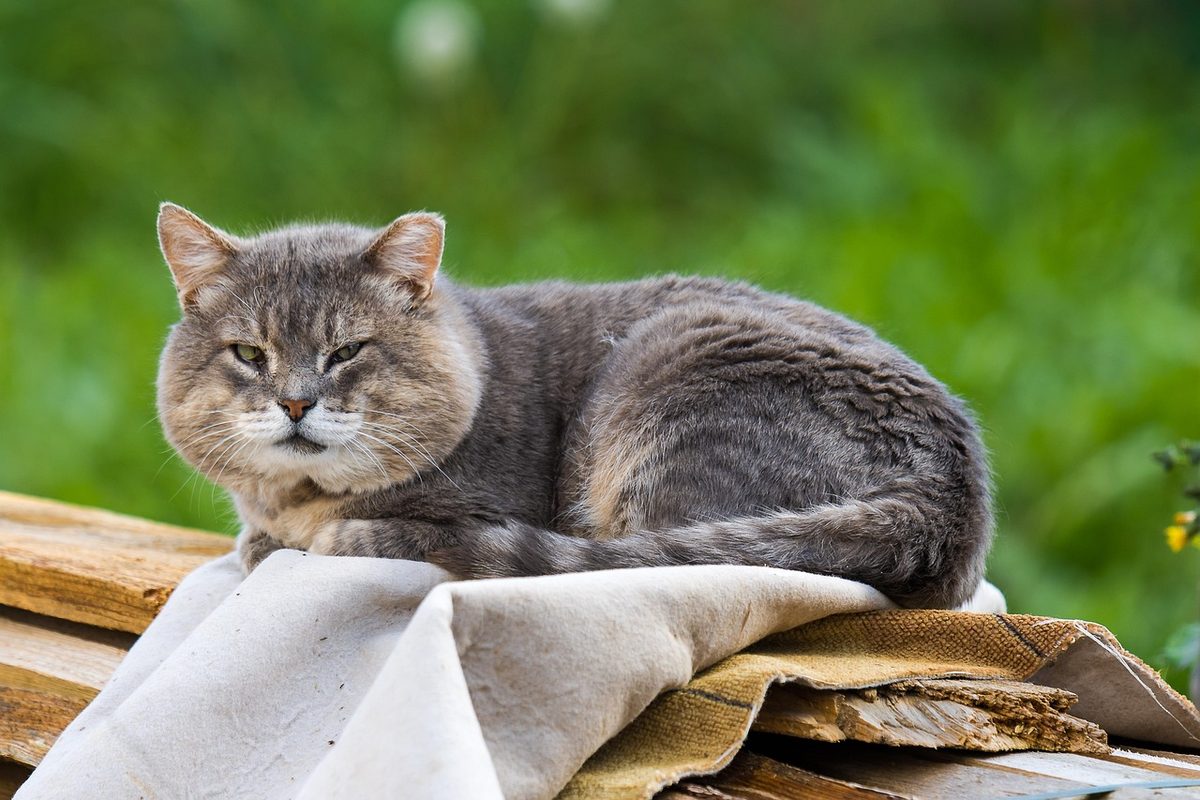 Ältere, grau getigerte Katze liegt entspannt auf einem Stoff über einem Holzstapel im Garten