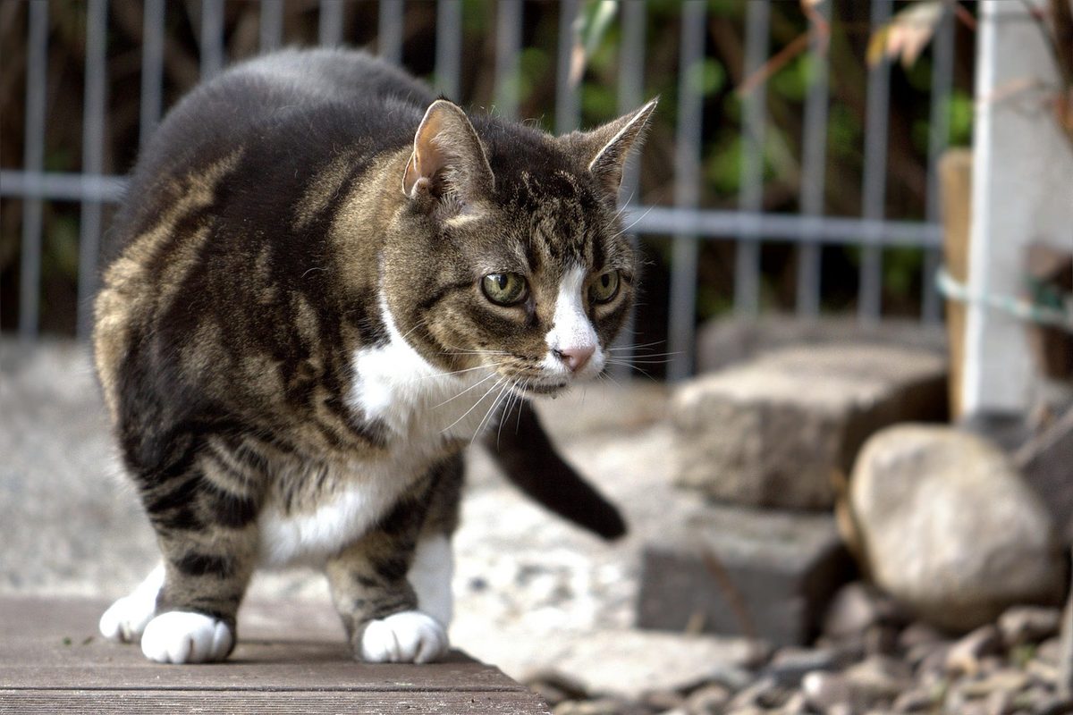 Getigerter Kater mit weißer Brust und weißen Pfoten geht über eine Holzterrasse vor einem Gartenzaun