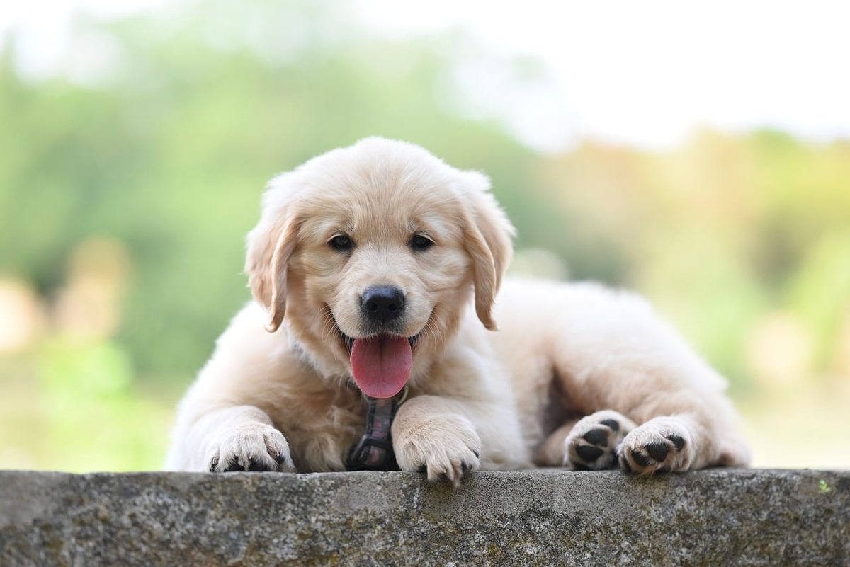Hellbeiger Golden-Retriever-Welpe liegt mit heraushängender Zunge auf einer Steinmauer, im Hintergrund unscharfes Grün