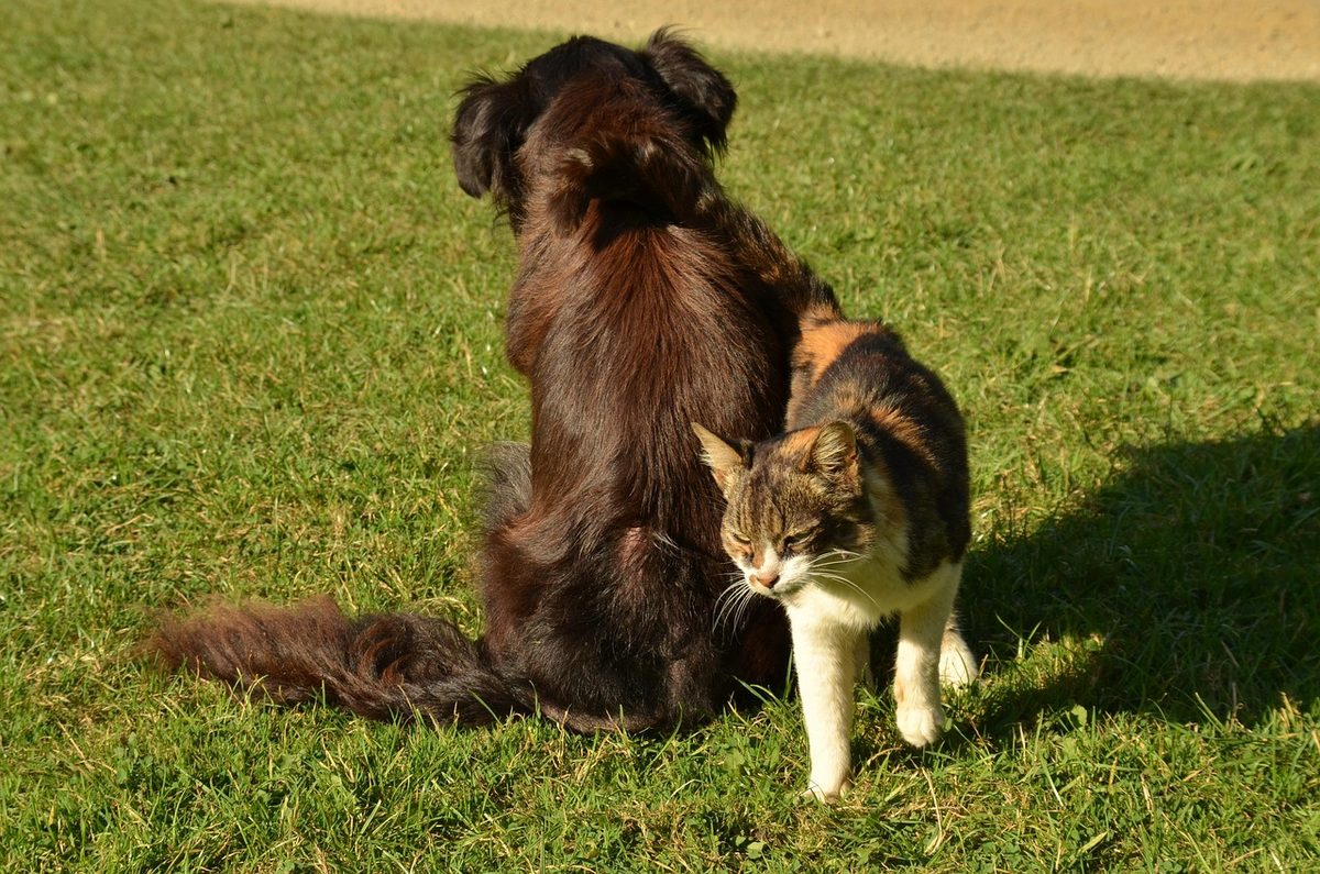 Dunkelbrauner langhaariger Hund sitzt von hinten gesehen auf einer sonnigen Wiese, eine dreifarbige Katze schmiegt sich an seine Seite