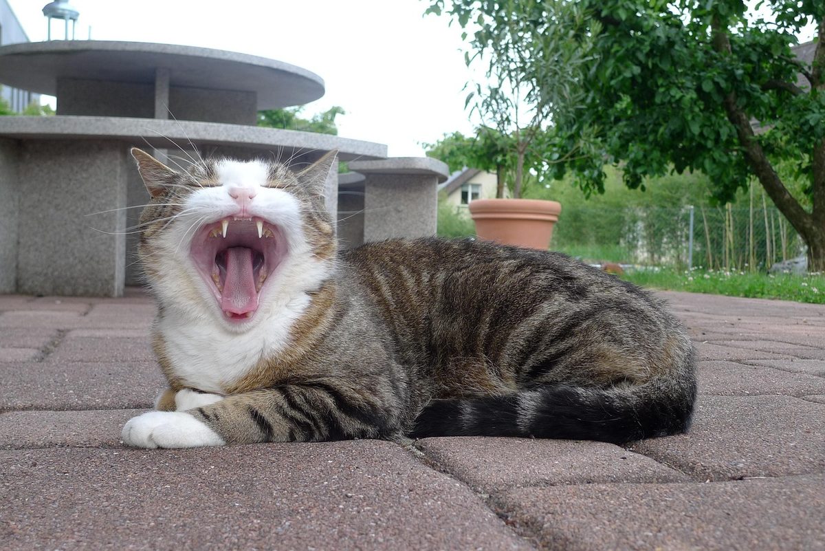 Getigerte Katze mit weißer Brust liegt auf Pflastersteinen im Garten und gähnt mit weit geöffnetem Maul, Eckzähne und Zunge sind gut zu sehen