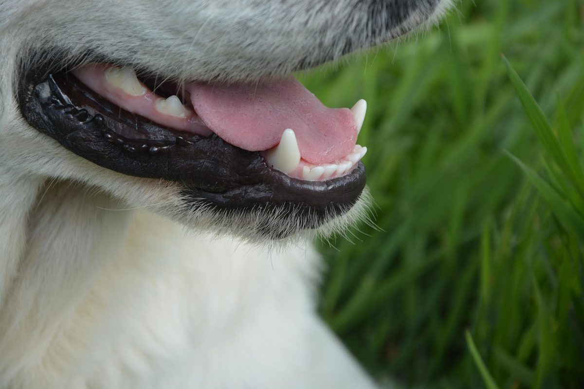 Nahaufnahme des leicht geöffneten Mauls eines weißen Hundes mit sauberen Eck- und Schneidezähnen vor grünem Gras