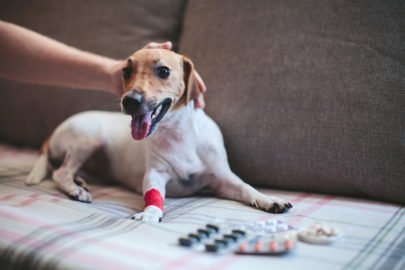 Für jeden Notfall gerüstet - Die Hausapotheke für Hunde • heiltierarzt.de