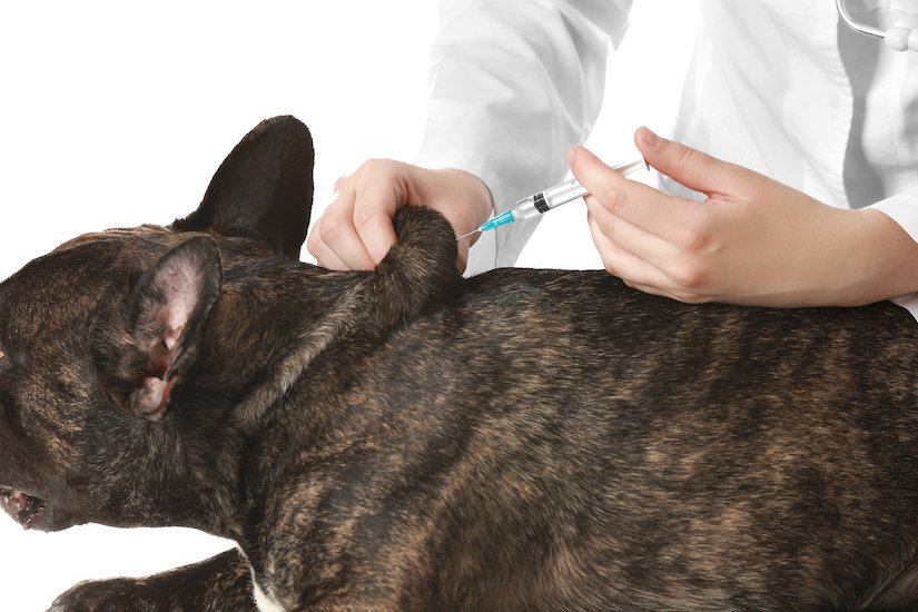 Hund wird beim Tierarzt geimpft