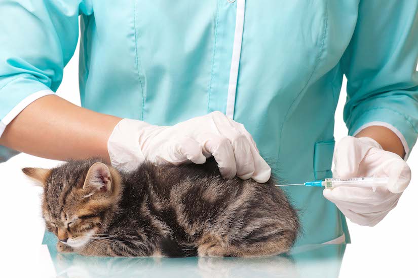 Katze wird beim Tierarzt geimpft