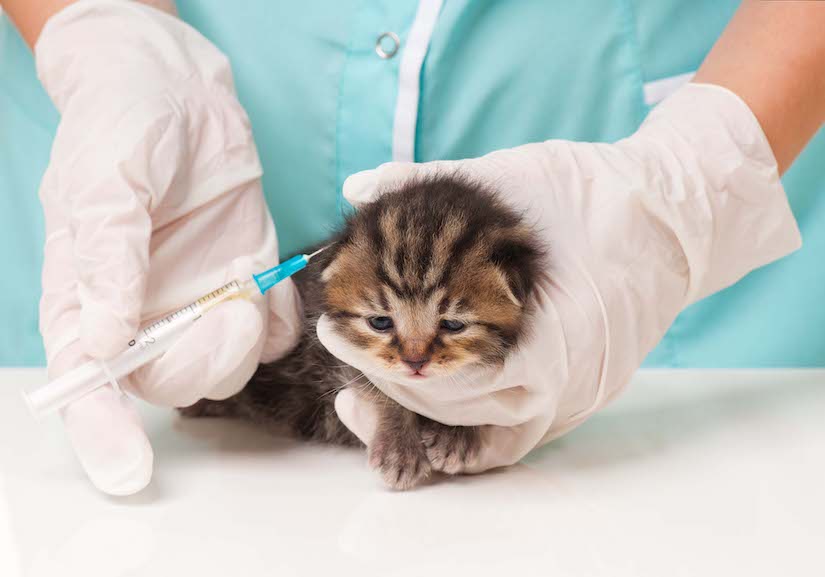 Kleine Katze bekommt eine Impfung beim Tierarzt