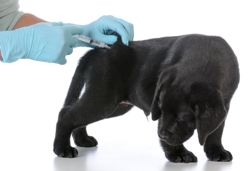 Welpe bekommt eine Impfung beim Tierarzt